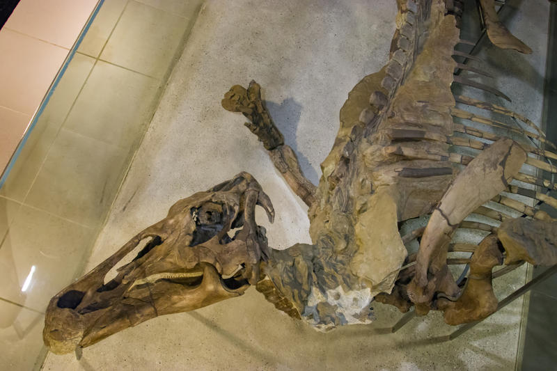 edmontusaurus, Foto: Yezhenliang | Dreamstime.com