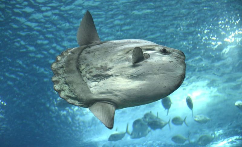 Oceanic sunfish - Pestele Soare, Foto: M Tazi Cherti, Dreamstime.com