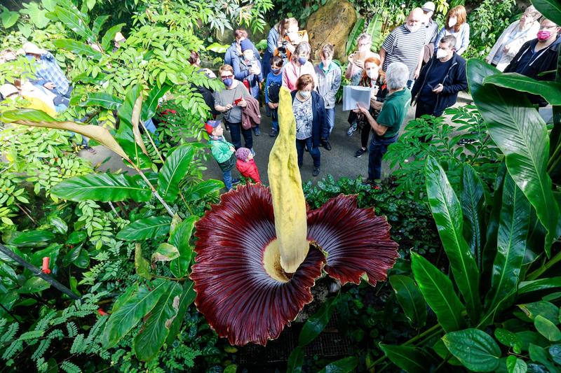 Floarea cadavru, numita stiintific „Amorphophallus titanum”, Foto: dpa picture alliance / Alamy / Alamy / Profimedia