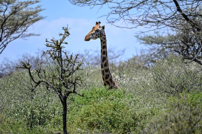 girafa, Foto: TONY KARUMBA / AFP / Profimedia