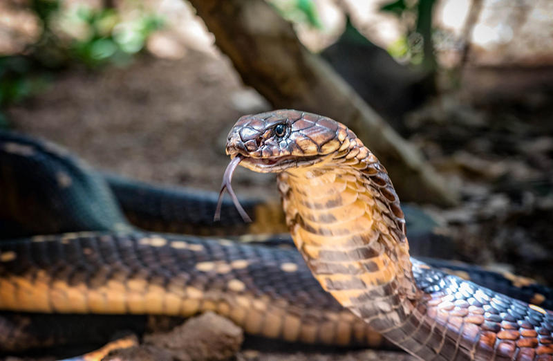 O cobra regală a evadat din terariul grădinii zoologice Skansen din Stokholm, Foto: © Dvrcan | Dreamstime.com