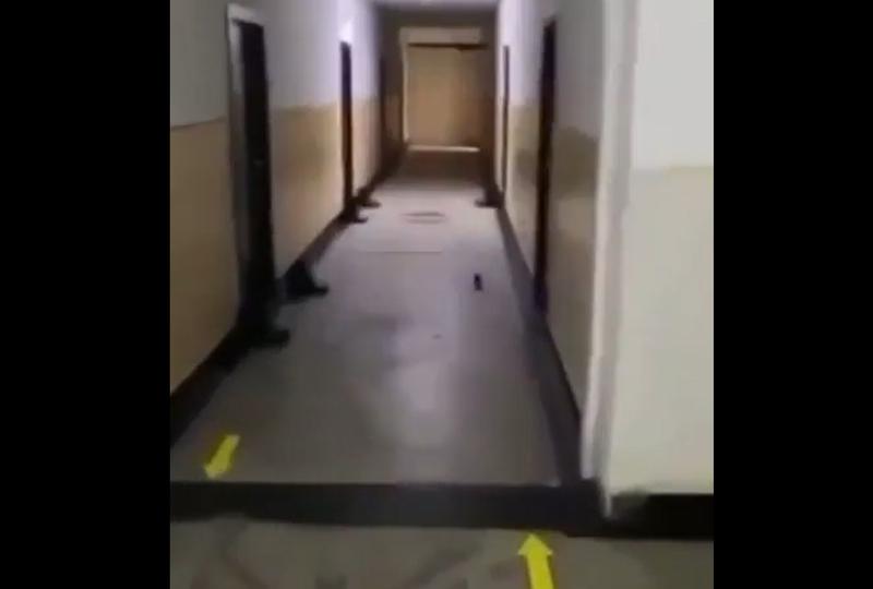 Șobolan pe hol, Foto: Captura video