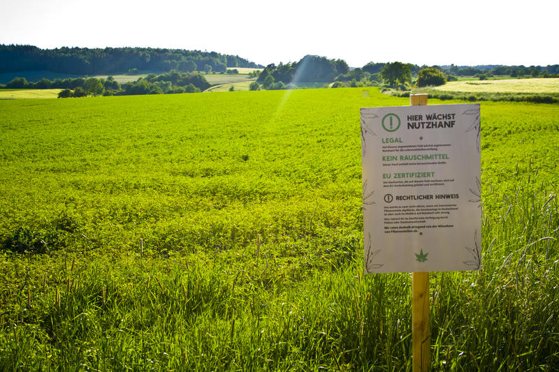 Cultură de canabis din Germania, Foto: DreamsTime / Tom Voelz