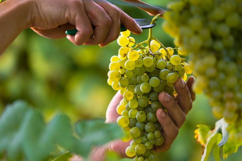 România, locul 5 în Europa în ceea ce privește suprafața cultivată cu viță de vie , Foto: BASF