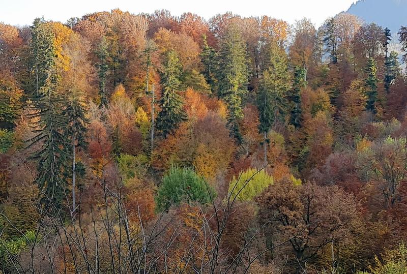 Prognoza meteo România: 24 noiembrie - 7 decembrie 2025