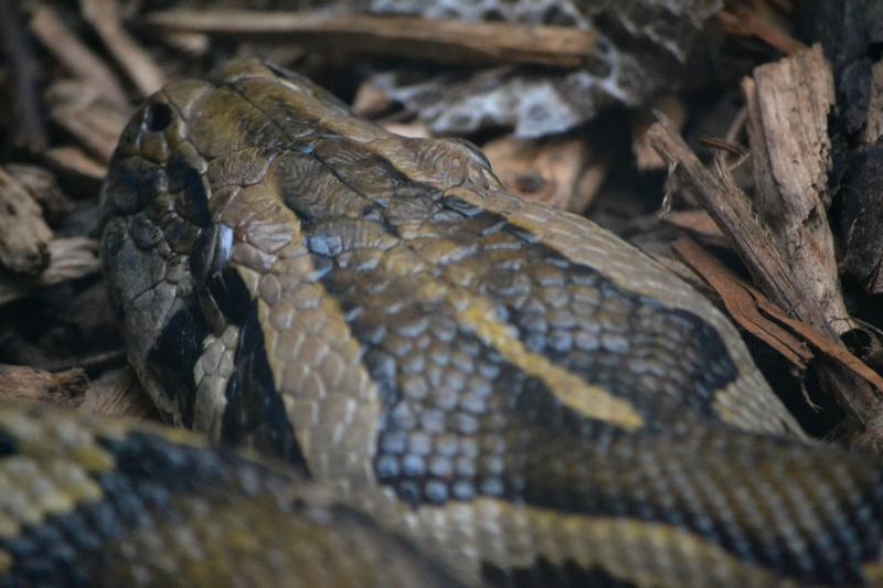 Piton birmanez, Foto: Stuart Dyer / Alamy / Alamy / Profimedia