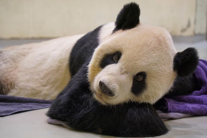 Tuan Tuan avea 18 ani, Foto: Taipei Zoo / AP / Profimedia