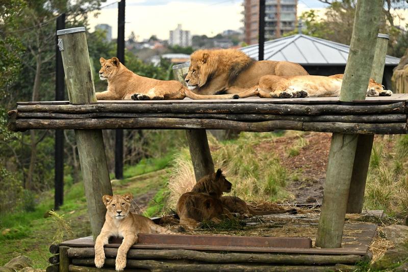 Lei la grădina zoologică Taronga, Foto: SAEED KHAN / AFP / Profimedia