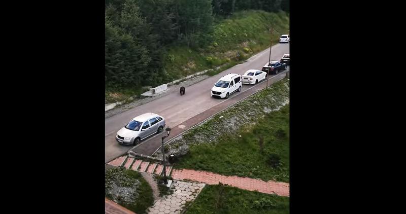 Urs la Predeal, aproape de un loc de joacă, Foto: Captura Facebook