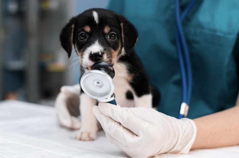 The Vets - cum construiești o rețea de servicii veterinare de top , Foto: freepik.com