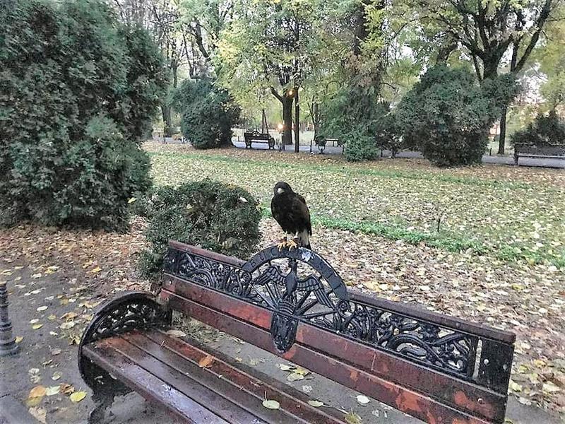 Ciori in Parcul Cismigiu, Foto: Facebook viceprimarul Horia Tomescu