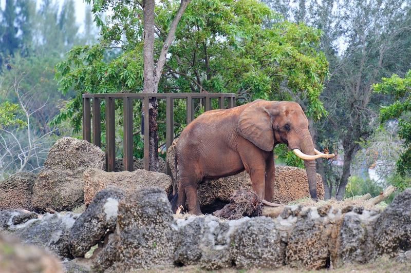 Dalip, cel mai bătrân elefant din SUA, la Grădina Zoologică din Miami, pe când avea 46 de ani, Foto: Songquan Deng / Alamy / Alamy / Profimedia