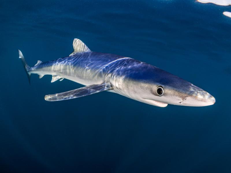 Rechinul albastru, Foto: www.greatwhitesean.com / CATERS NEWS / Caters News / Profimedia