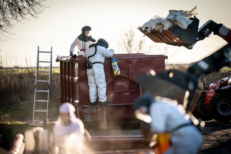 gripa aviara, Foto: Mads Claus Rasmussen / AFP / Profimedia