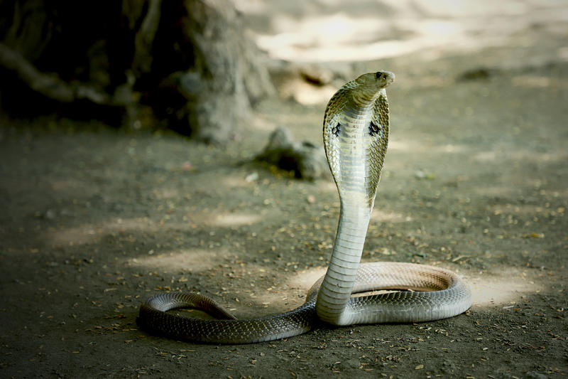 Cobră ucigașă din India, Foto: DreamsTime / Sachin Chavan