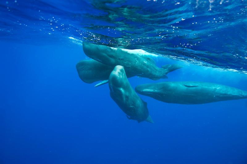 balene, Foto: CHRISTOPHER SWANN / Sciencephoto / Profimedia
