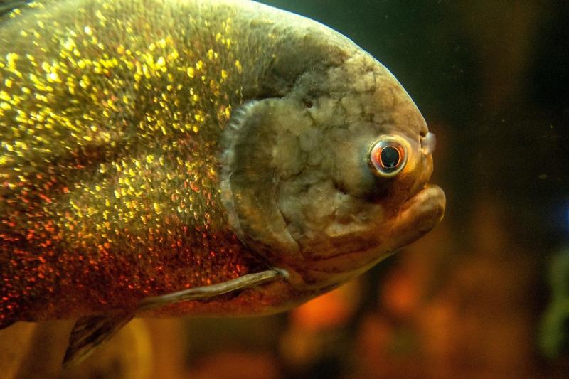 Peste Piranha, Foto: Andrew Hasson / Alamy / Alamy / Profimedia