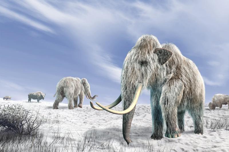mamut, Foto: LEONELLO CALVETTI / Sciencephoto / Profimedia