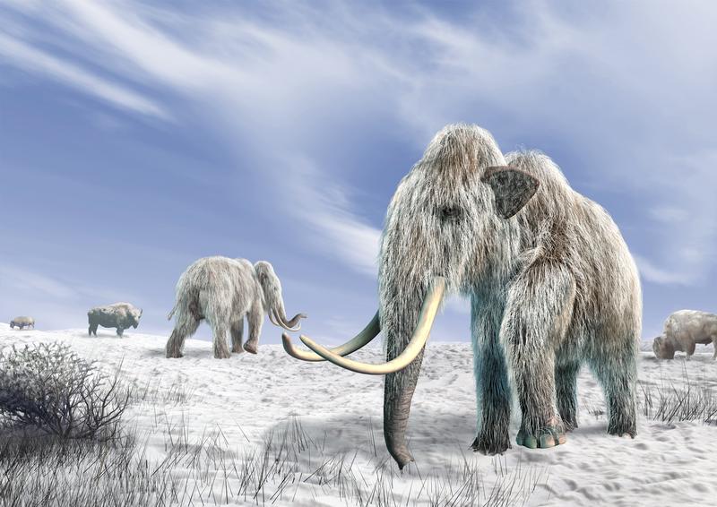 mamut, Foto: LEONELLO CALVETTI / Sciencephoto / Profimedia
