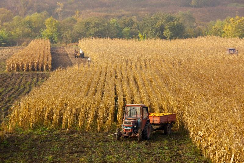 Teren arabil, Foto: Ardea / Profimedia Images