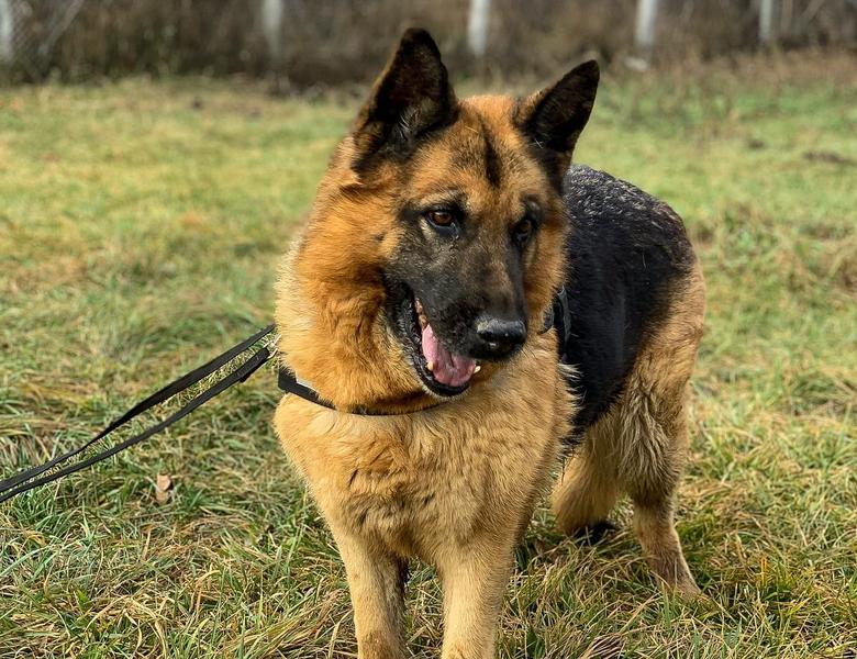 Ogepa, Foto: Jandarmeria Romana