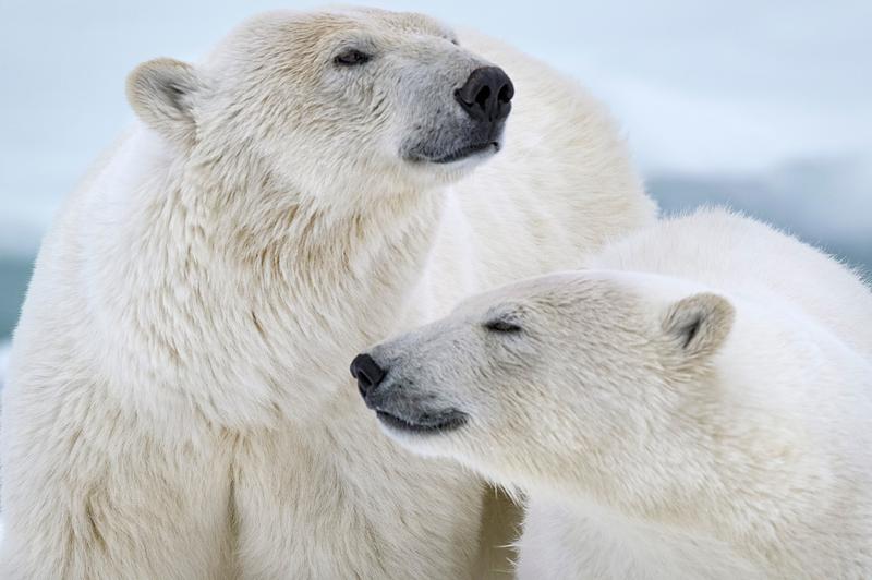 Urși polari, Foto: Image Capital Pictures / Film Stills / Profimedia