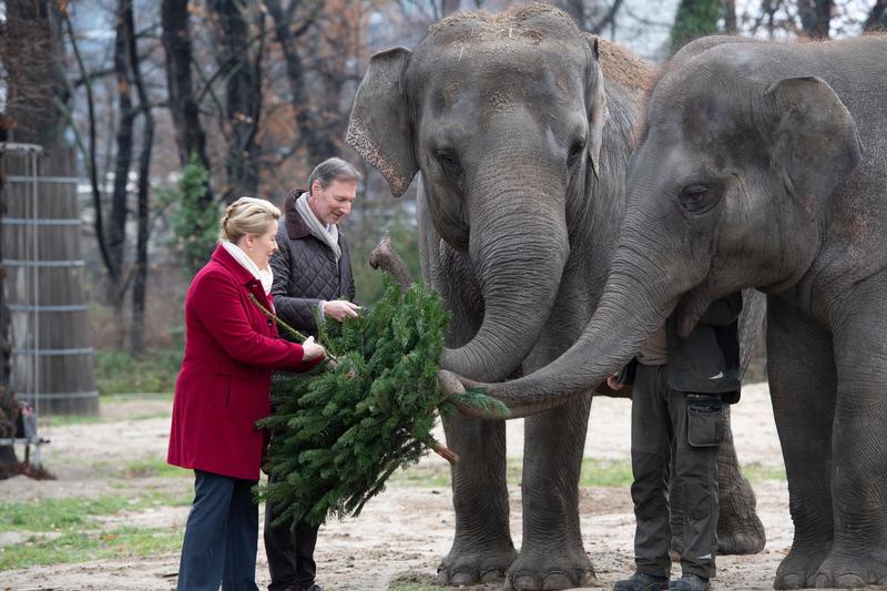 Elefanții de la Grădina Zoologică din Berlin, Foto: Paul Zinken / DPA / Profimedia Images