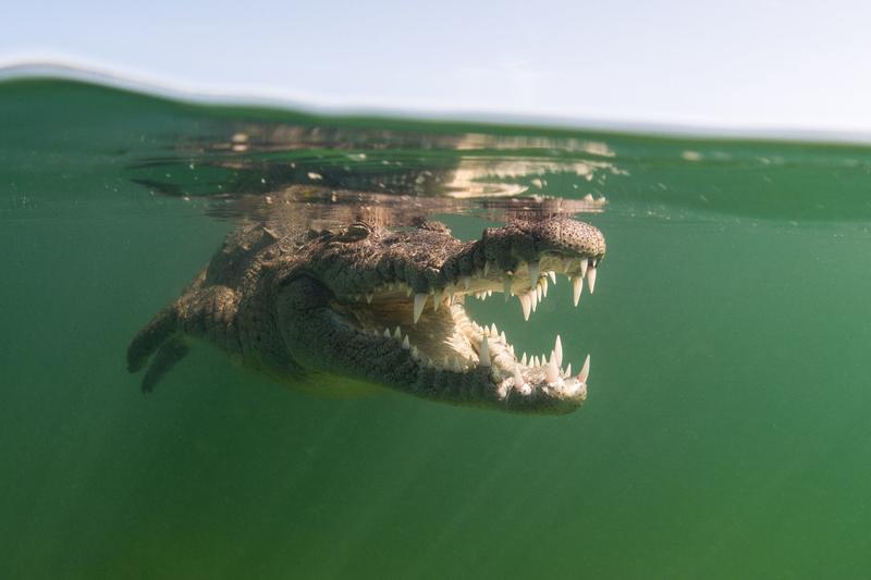 Crocodil, Foto: Ralph Paprzycki / Shutterstock Editorial / Profimedia