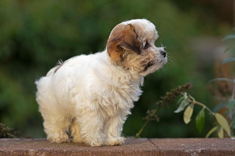 Câine bichon, Foto: Kuttig - Animals / Alamy / Alamy / Profimedia