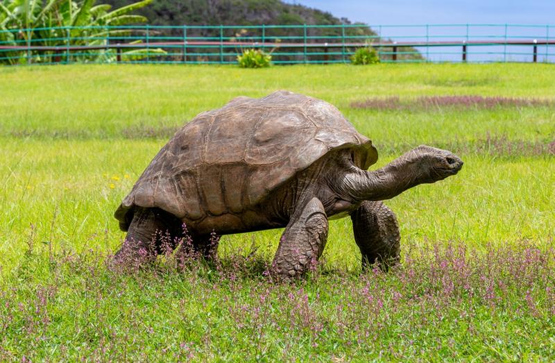 Jonathan este cea mai bătrână ţestoasă din lume​, Foto: St Helena Island/ SWNS / SWNS / Profimedia