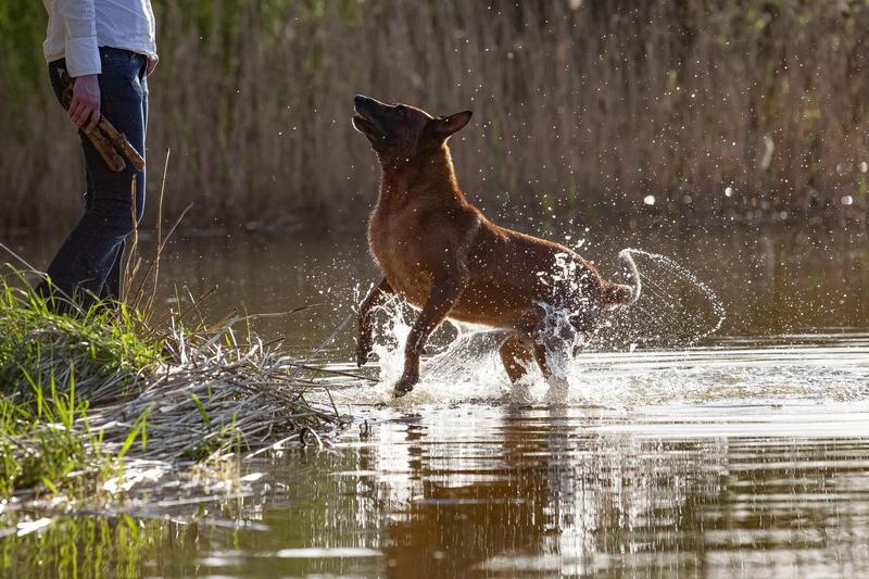 ciobănesc belgian, Foto: Tierfotoagentur / Alamy / Alamy / Profimedia