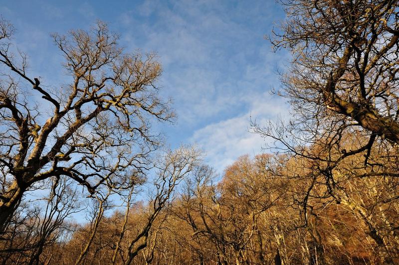 Iarnă caldă, Foto: David Paterson / Alamy / Alamy / Profimedia