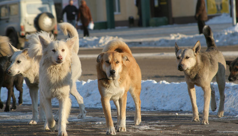 Câini fără stăpân, Foto: DreamsTime