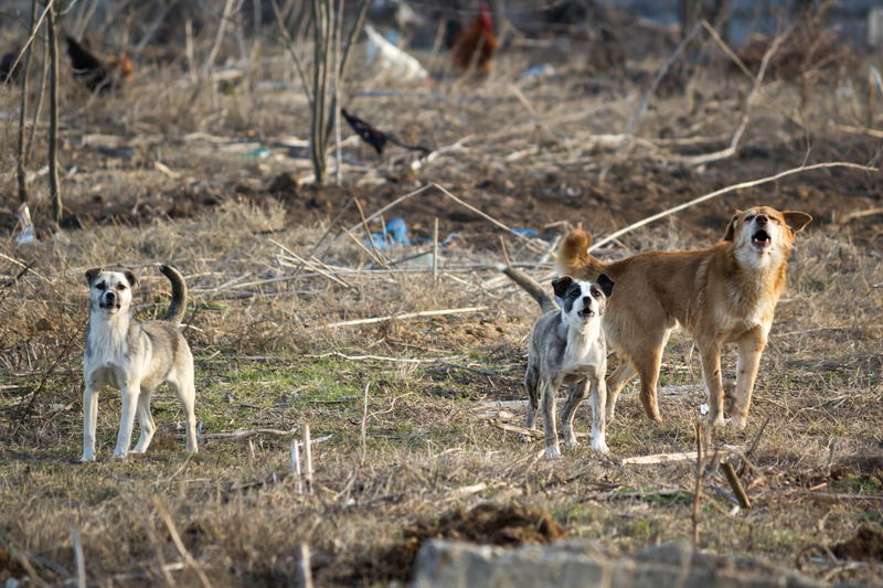 Câini maidanezi, Foto: DreamsTime