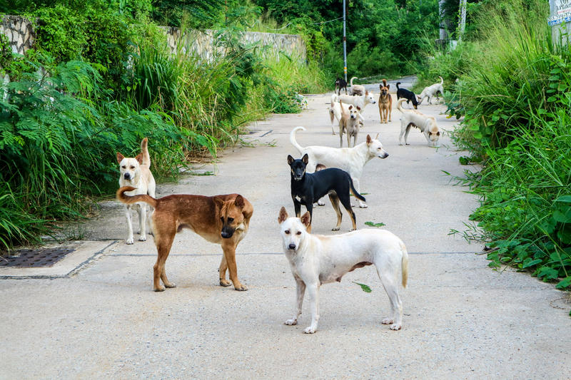 Câini fără stăpân, Foto: Dreamstime