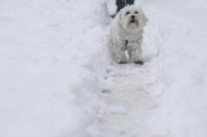 Cod galben de ninsoare și viscol, Foto: INQUAM Photos / Octav Ganea