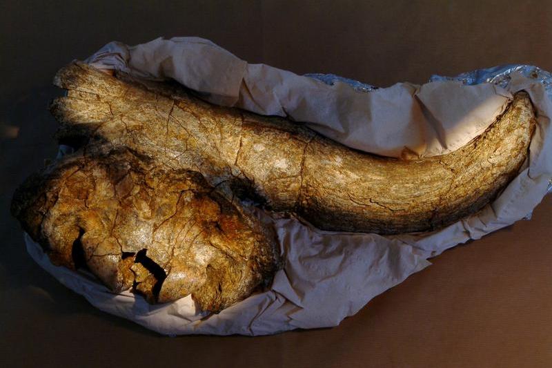 craniu bizon, Foto: PASQUALE SORRENTINO / Sciencephoto / Profimedia