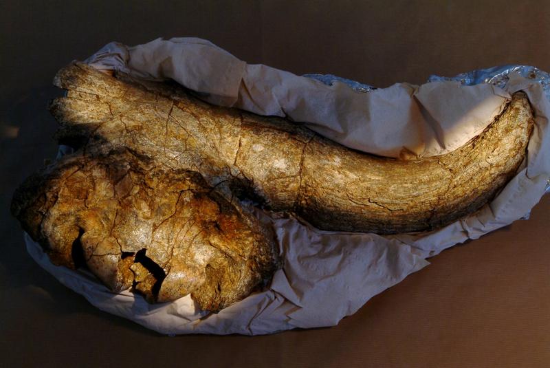 craniu bizon, Foto: PASQUALE SORRENTINO / Sciencephoto / Profimedia