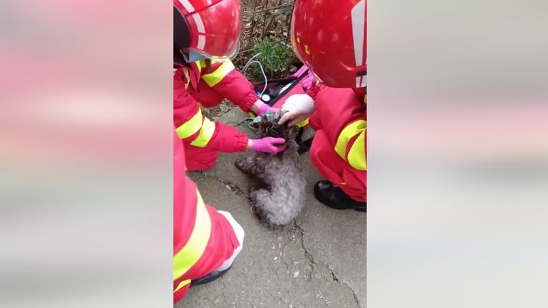 Caine salvat de pompieri, Foto: Captura video