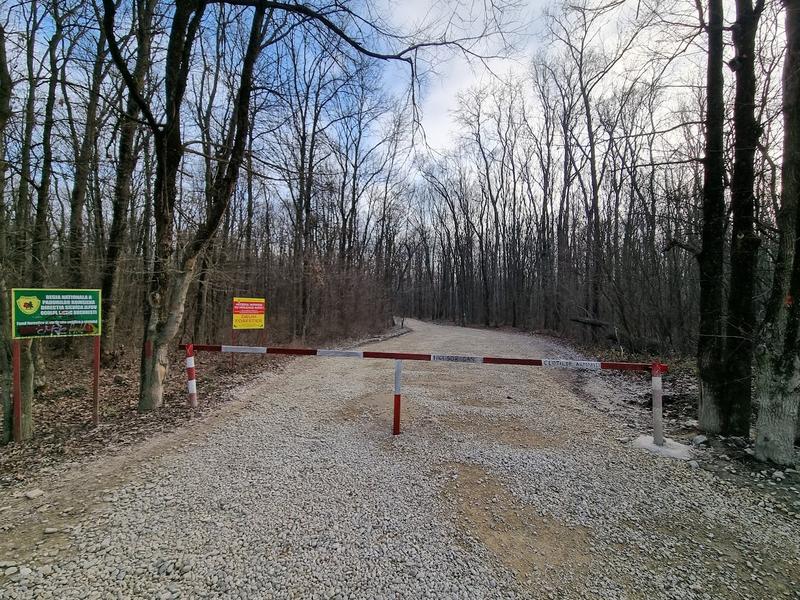 Drumul prin Pădurea Băneasa, Foto: HotNews/Catiusa Ivanov