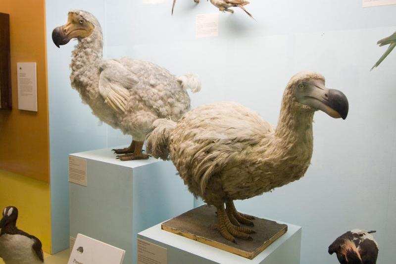păsări dodo, Foto: Kevin Foy / Alamy / Profimedia