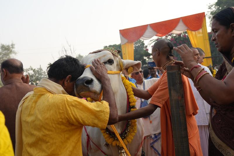 Vaca este un animal sacru pentru hinduși, Foto: Shashi Sharma/Pacific Press / Shutterstock Editorial / Profimedia