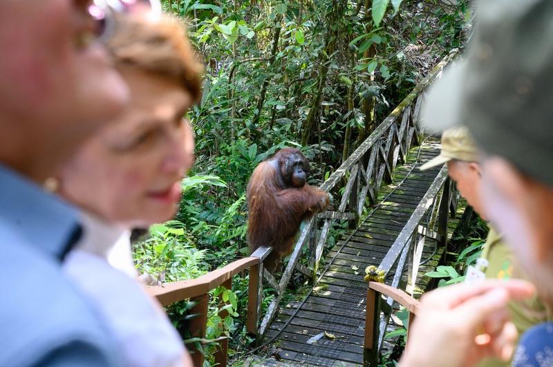 Președintele german Frank-Walter Steinmeier și soția sa au vizitat o rezervaţie naturală din Malaezia , Foto: Bernd von Jutrczenka / DPA / Profimedia