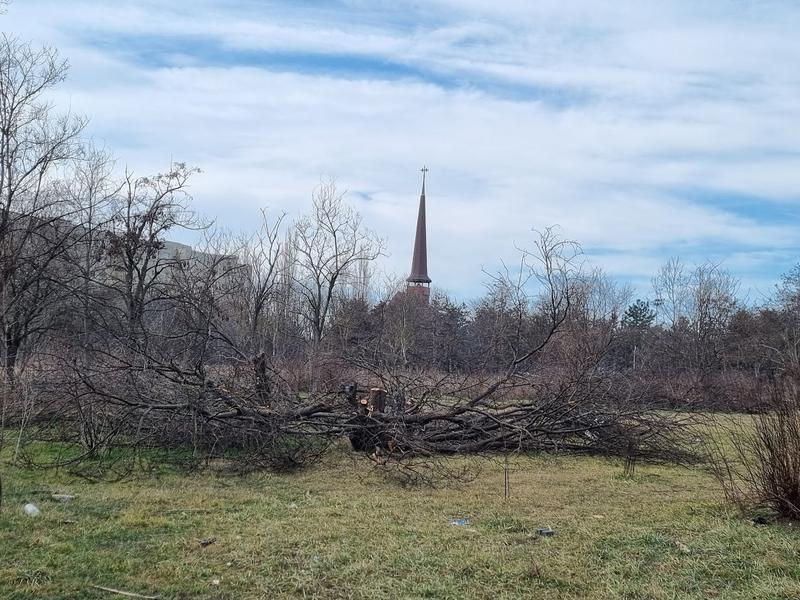 Defrișări IOR - februarie 2022, Foto: Hotnews / Catiușa Ivanov