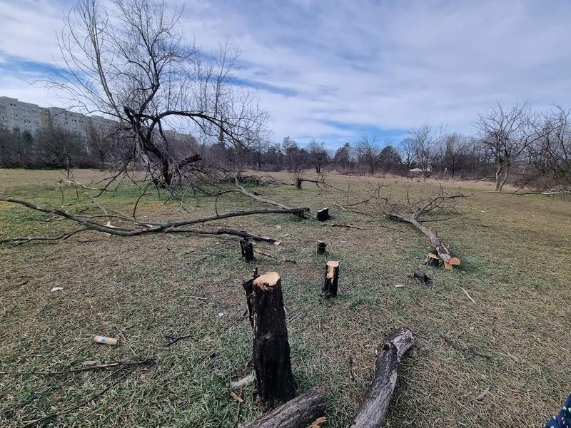 Defrișări IOR - februarie 2022 11, Foto: Hotnews / Catiușa Ivanov