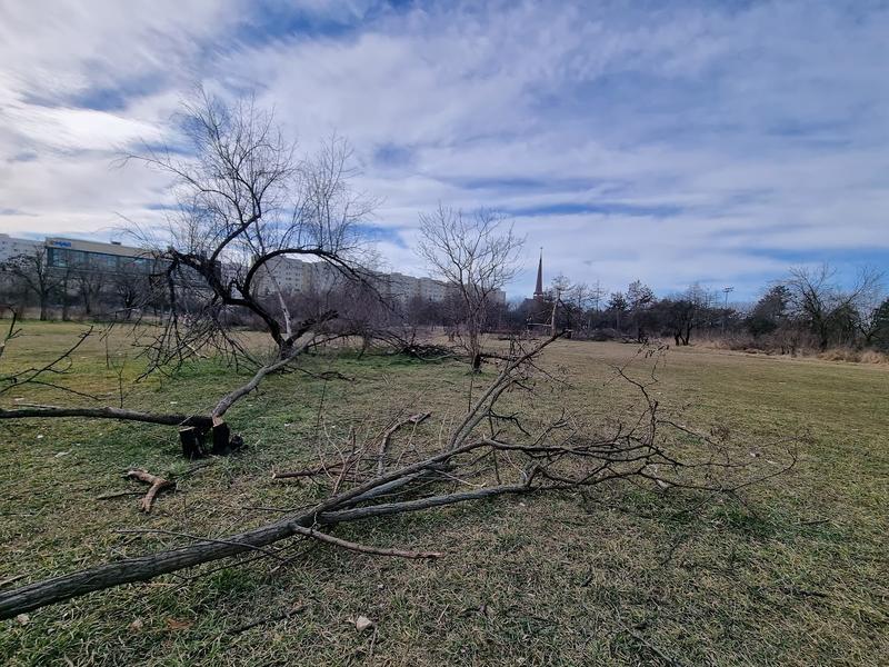 Defrișări IOR - februarie 2022 , Foto: Hotnews / Catiușa Ivanov