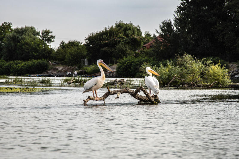 Delta Dunării, Foto: Inquam Photos / Casian Mitu