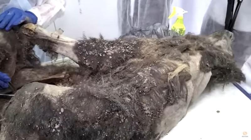 Fosile de urs de 3500 de ani, Foto: Captura video - Reuters