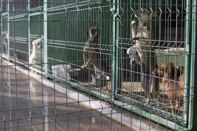 Muzeul câinilor fără adăpost, Popești Leordeni, 4 octombrie 2020, Foto: Inquam Photos/ Alexandra Pandrea