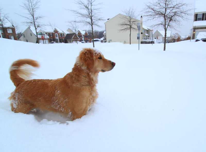 Ninsori, Foto: DreamsTime